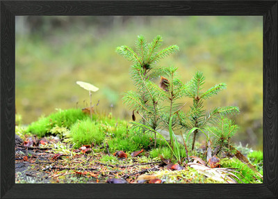 Little Pine Trees On A Tre Framed Wall Art Poster Canvas Print Picture