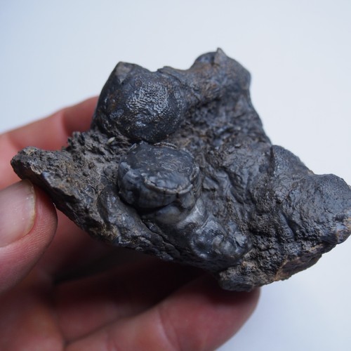 294gr Rugosa, Tabulata Czech Fossil Coral Devonian 1539 - Picture 7 of 22