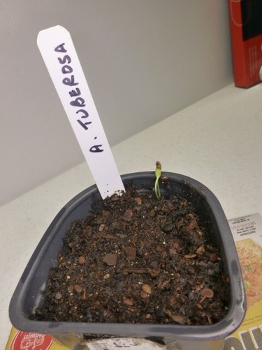 Butterfly Milkweed Seeds (Asclepias tuberosa) ✤ 30 Cold Stratified Seeds - Picture 2 of 3