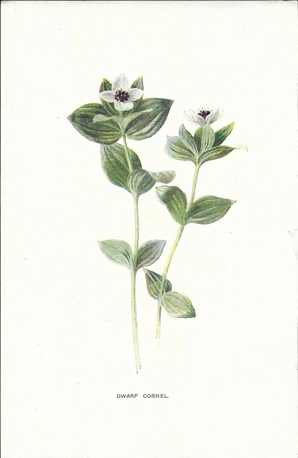 Foto 1 di 1