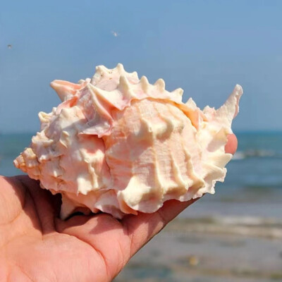 Hermit crab shell replacement, pink bone snail, wind listening conch,  flowerpot