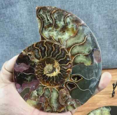 150g+ Natural ammonite fossil conch Crystal specimen healing+stand decor 1PC +S