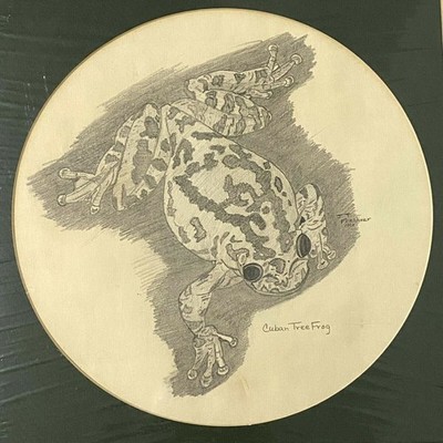 Cuban Tree Frog Pencil Drawing Signed JT Freshour Home Decor Wall Art Science
