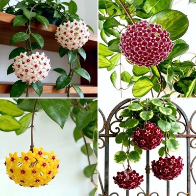 anthurium andreanum feuille jaune Anthurium andreanum 'Mauve' | Tropicales
