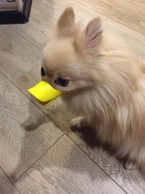 dog duck muzzle