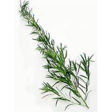 Tarragon Russian Great Garden Herb By Seed Kingdom 15,000 Seeds