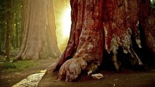 Landscape trees forest sequoias nature Custom Gaming Mat Desk