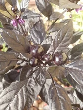 Ornamental - Black Pearl Pepper  (30 Seeds) easy to grow and unique!