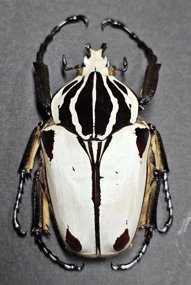Goliathus Beetle for sale | eBay