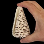 Leopard Cone Seashell | Conus Leopardus | 10-11cm | Vintage Specimen Shell