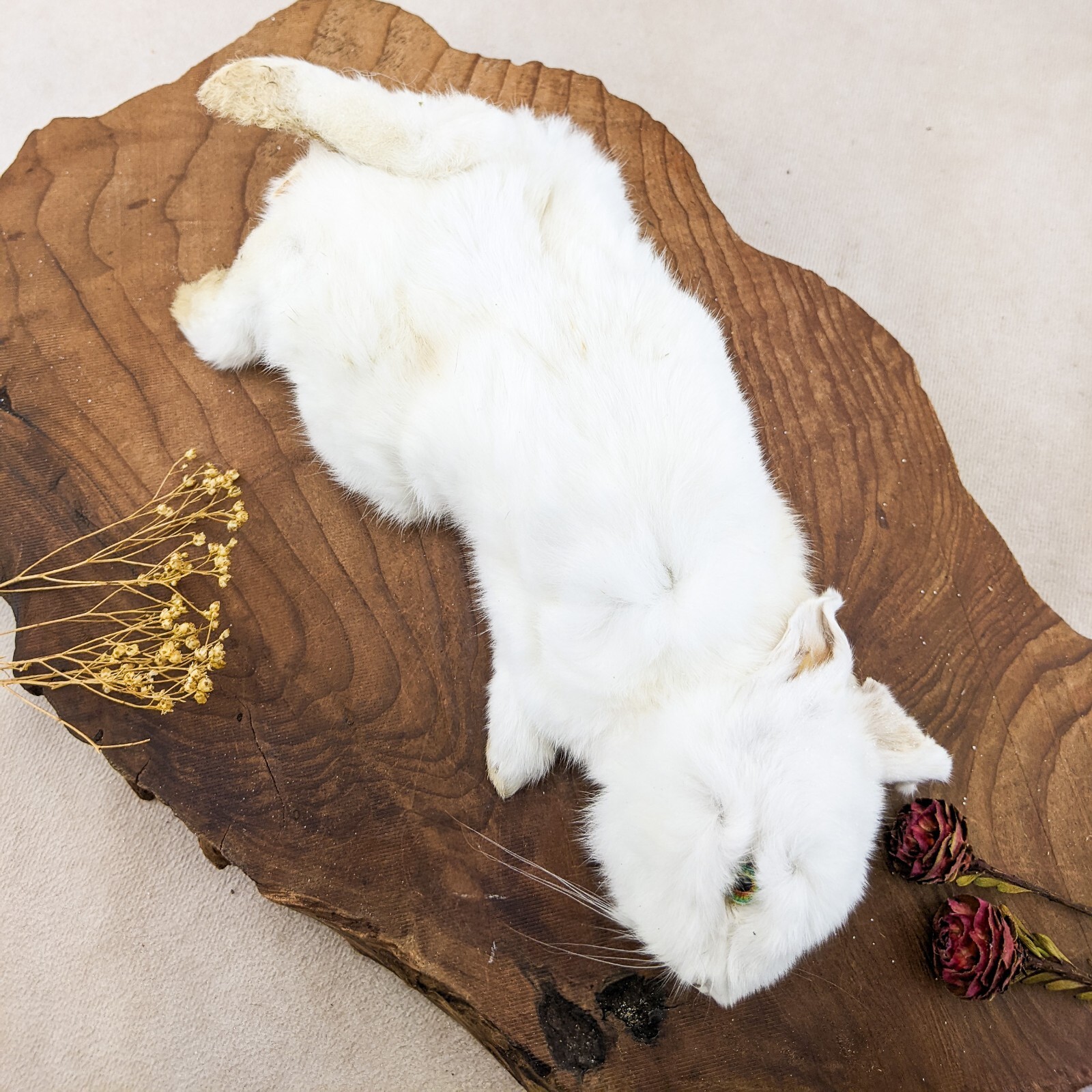 R12h Rabbit Taxidermy Baby bunny Specimen craft mount Oddities ...