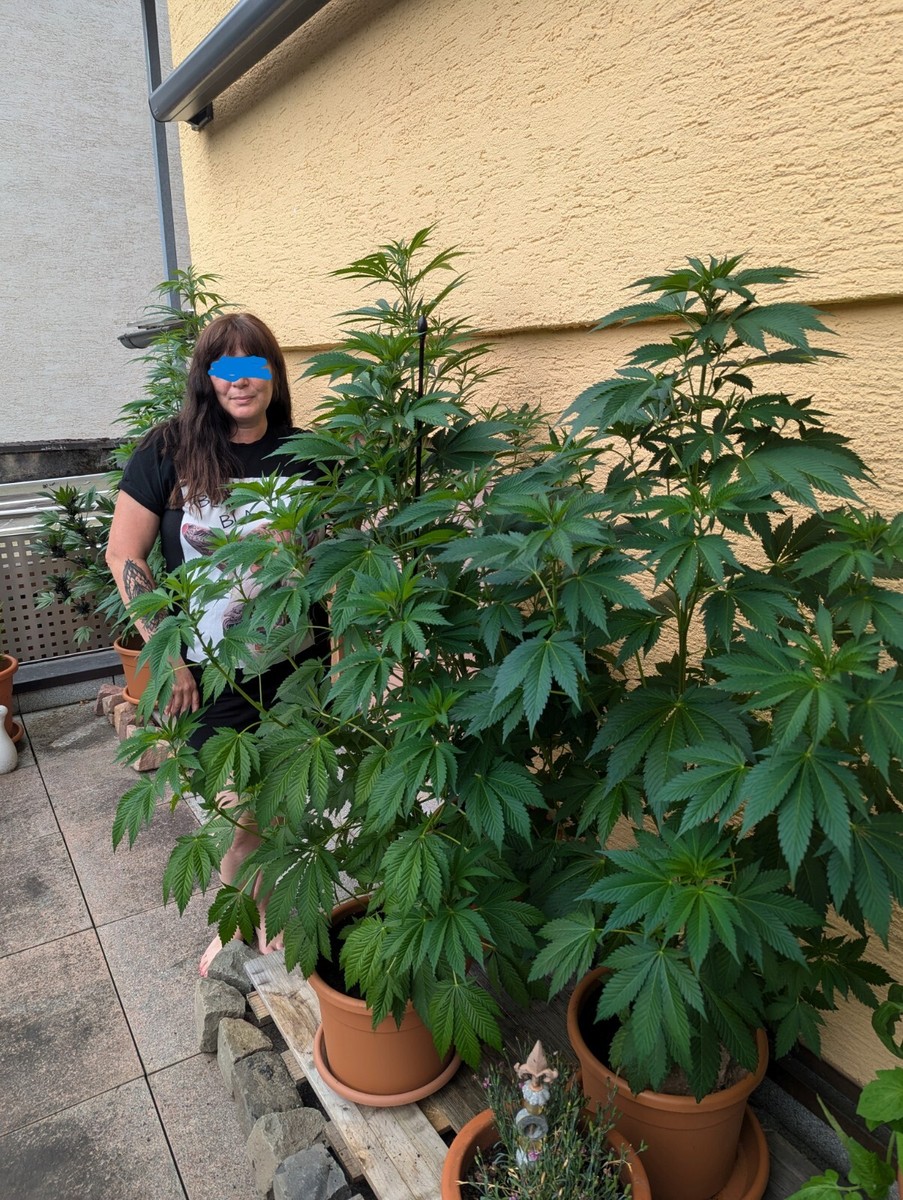 dünger lorbeer ProviPlant Kirschlorbeer-Dünger: Für alle Lorbeerhecken und Sträucher