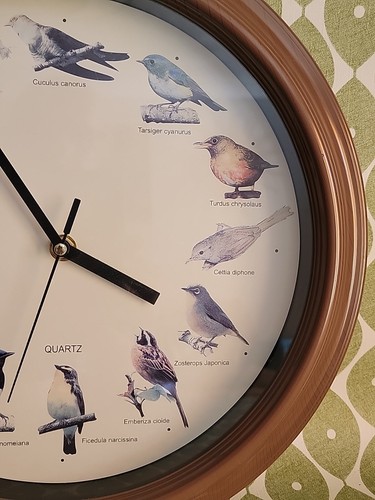 Large 32cm Singing Bird Analogue Wall Clock Birdsong Ornithology Brown Battery - Picture 4 of 6