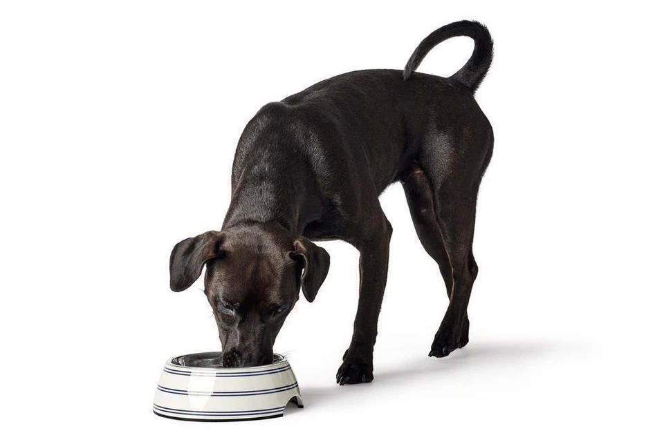 HUNTER Melamin-Hundenapf Silda, 350ml, weiß/grau, Hundenapf - Bild 3 von 4