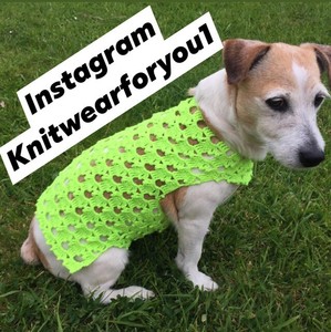 Border Terrier Jack Russell Puppies