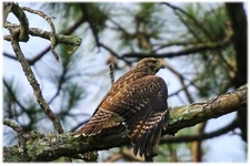 Red Tail Hawk (Digital print)