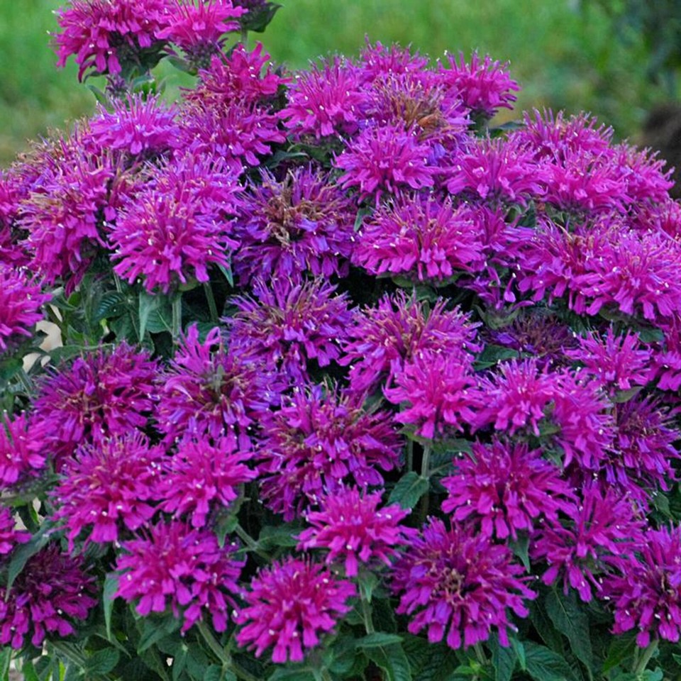 100-gumball-bee-balm-seeds-flowers-seed-bloom-hummingbird-flower-seeds