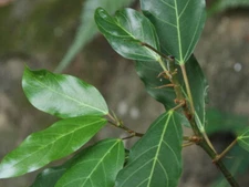 Dried Cluster Fig Leaves Ficus Racemosa Organic Anti-Inflammatory 100 Leaves