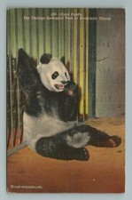 Giant Panda Zoo Chicago Illinois Postcard
