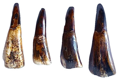 Buffalo Teeth Pendants, 4 Pcs, Averaging 2.25'',  Antiqued, 2.5 mm Beading Holes