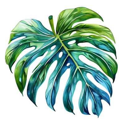 philodendron burgundy Philodendron Burgundy Princess