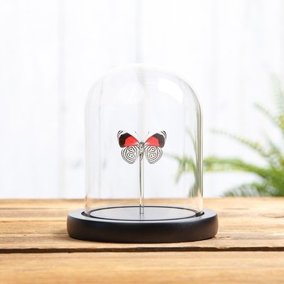 Cramer s Eighty-Eight Butterfly in Glass Dome (Diaethria neglecta)