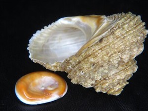 ASTRAEA RUGOSA: CURRENTLY THE LARGEST ON EBAY @ 55.01MM W/OPERCULUM!