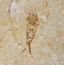 Kreide  Protoligoneuria limai  Eintagsfliege Hexagenitidae Cera Brasilien  W10-9