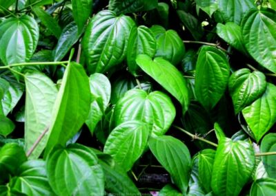 100% Organic Natural Quality Ceylon Fresh Pure  DRIED BETEL (PAAN) Leaves 50