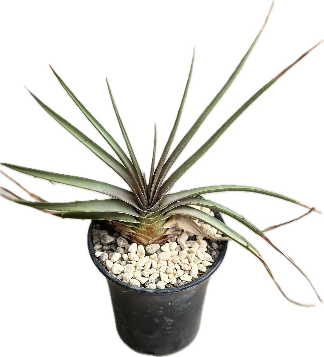 Dyckia estevesii Rare Plant + PHYTO CERTIFICATE . | eBay