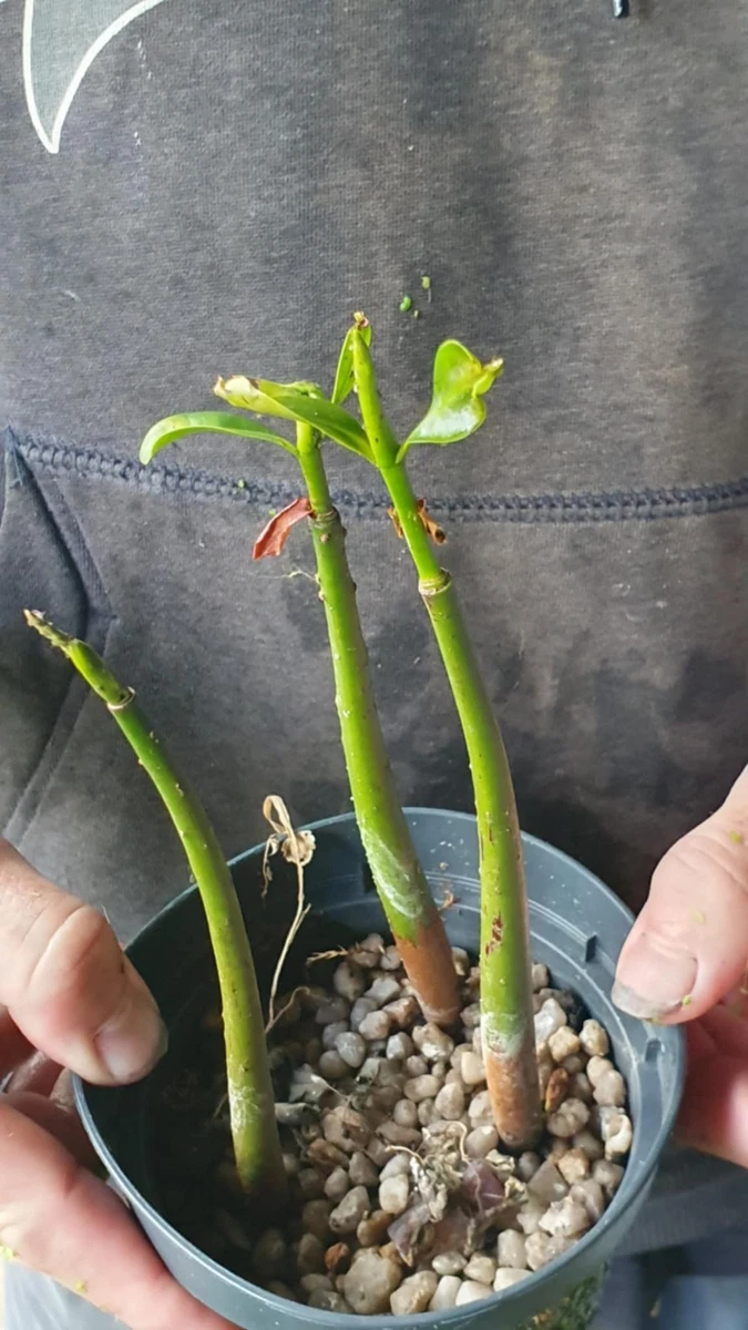 saatgut pferdeweide mit kräutern MRS Seeds & Mixtures Kräutermischung Pferdeweide – Mulder Retail B.V
