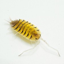 Isopod Factory 6 Porcellio Bolivari Isopods Bioactive Terrarium Clean Up Crew