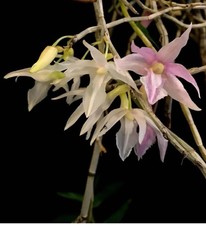 Rare Dendrobium klabatense Species Orchid Sulawesi Indonesia Epiphytic Orchid