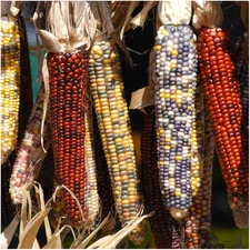 Corn Seeds Multicolor Ornamental Indian Corn | 200+ Seeds Zea Mays Non GMO Fl...