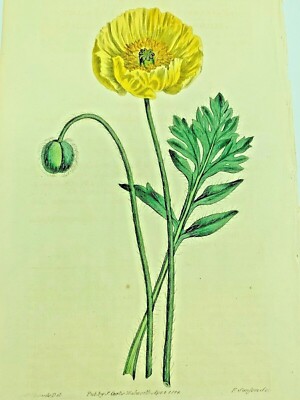 YELLOW FLOWERED NAKED POPPY PLANTS 1814 Antique Print Original Curtis Botanical