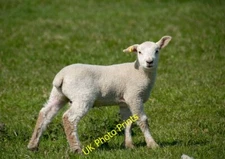 Photo 6x4 Lamb at Burton Constable West Newton/TA1937 New arrival in the c2015