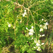 Moringa Drumstrick Tree Seeds - For 2026 Planting Moringa Oleifera Drumstick