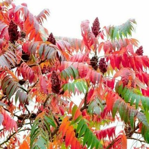 - 100 / 300 / 1000 Seeds Staghorn Sumac Gift Rhus typhina - 100 / 300 / 1000 Seeds Staghorn Sumac Gift Rhus typhina