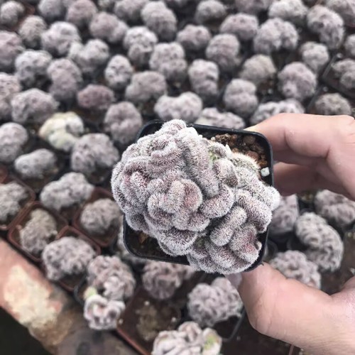 Planta de cactus suculenta de 4-5 cm Mammillaria Compressa Yokan Cristata abigarrada - Imagen 10 de 16