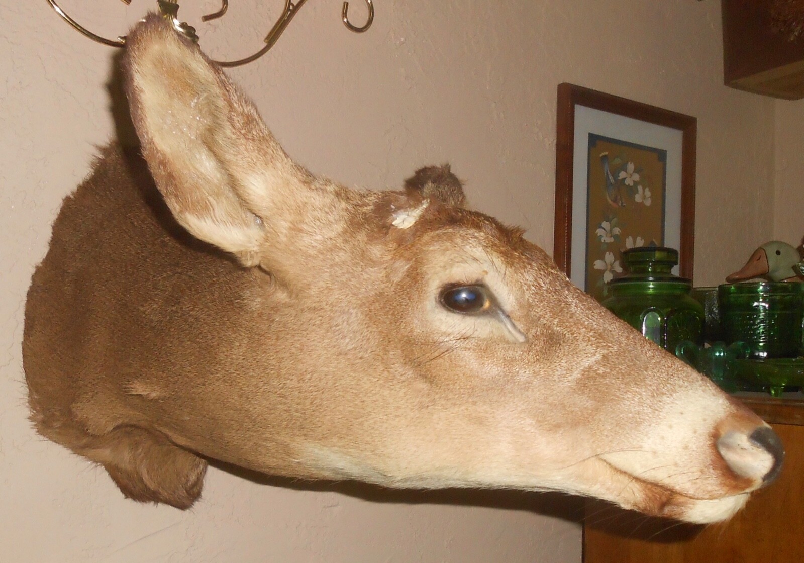 Whitetail deer taxidermy antlerless shoulder mount