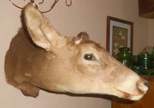Whitetail deer taxidermy antlerless shoulder mount