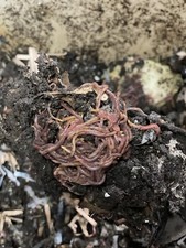 250 Live Red Composting Worms, Vermiculture Gardening Environmentally Friendly