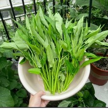 Water Spinach Seeds, Thai Morning Glory,kolmi Shak Best Quality Aprox 50 Seeds