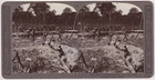 c1809)  STEREOVIEW 1914-18  WW1 GURKHAS WORKING ON FIRE & COMMUNICATION TRENCH