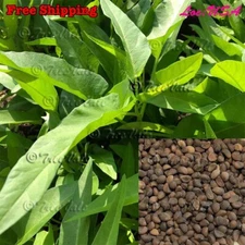 50+Thai Water Spinach seeds| Ching Quat Chinese watercress Ong Choy Kong Xin Cai