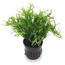 Microsorum pteropus Windelov Live Aquarium Plants Java Fern Aquascaping K2AQUA