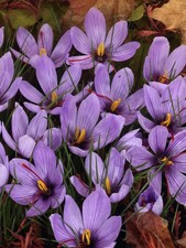 Crocus Sativus Grow Your Own Saffron 10, 25 or 50