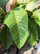 Árbol de ficus hoja plisada Bussei más raro (ficus bussei floris)- 3 esquejes
