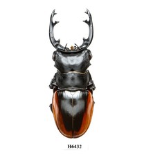 BEETLE, INSECT-H6432. Lucanidae: Odontolabis cuvera fallaciosa-BIG 88MM, VIETNAM