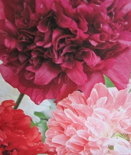 ♫ PAVOT Fleur de PIVOINE 'Doux Mélange' - Papaver ♫ Graines ♫ Ornement Mellifère